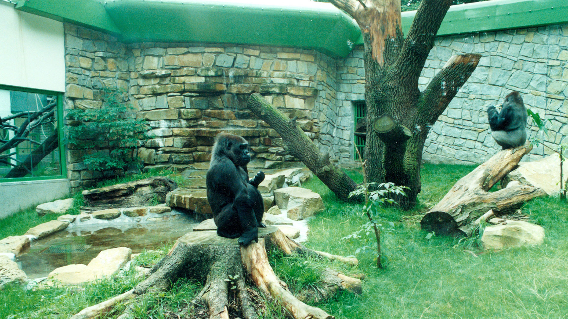 Enclosure for gorillas and Geoffroy’s spider monkeys