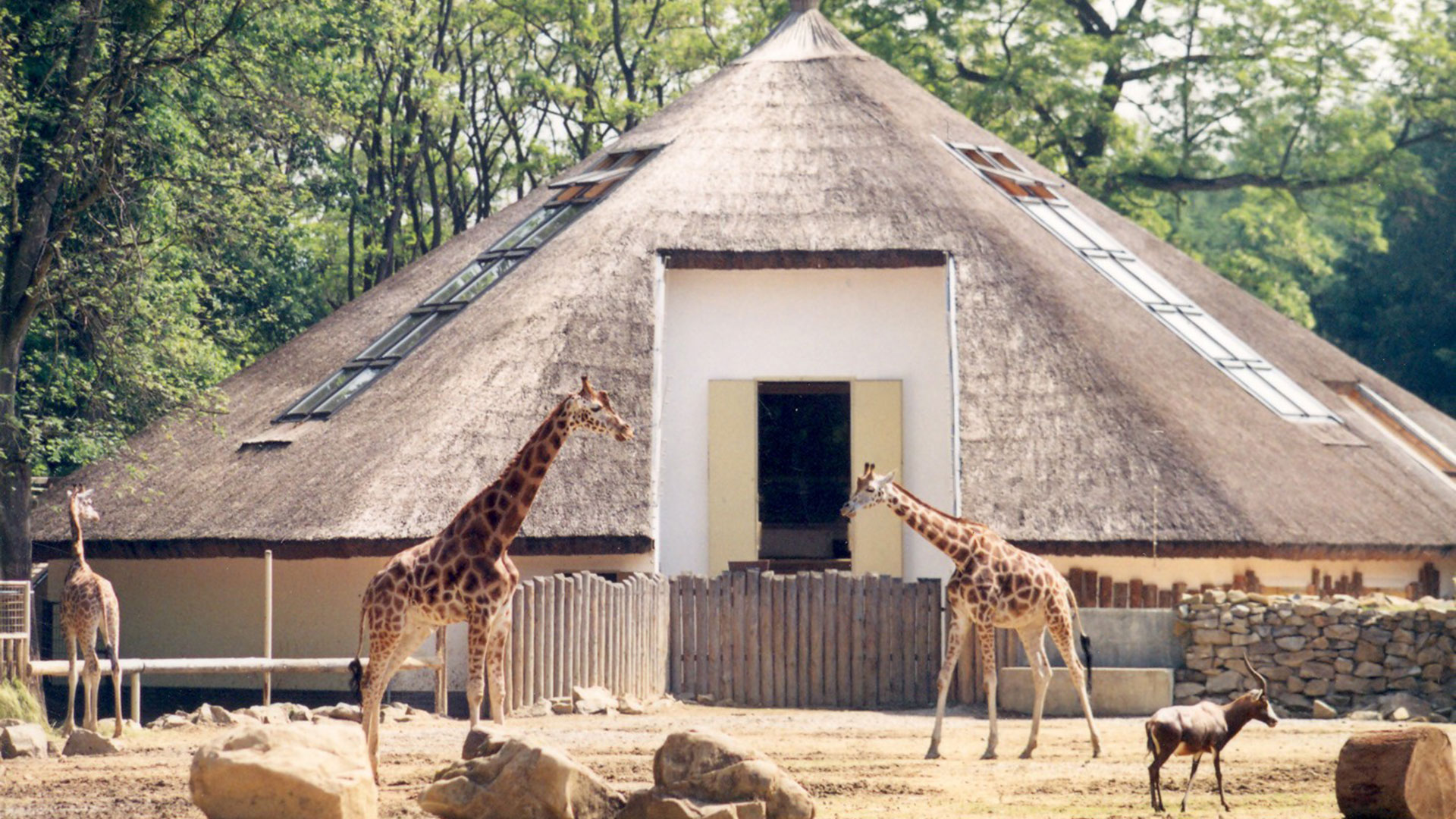 House of African Hoofed animals