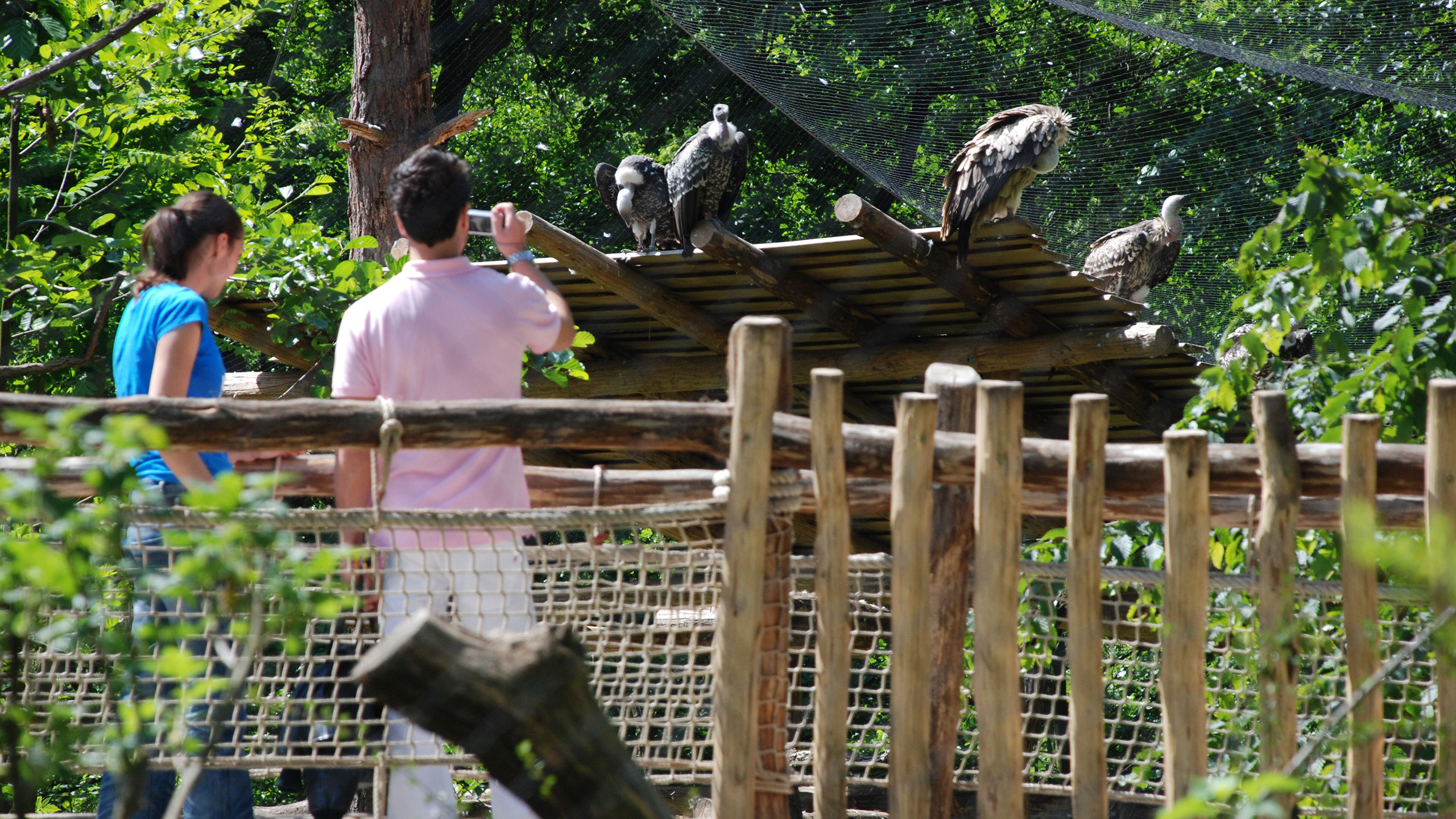 Vulture aviary