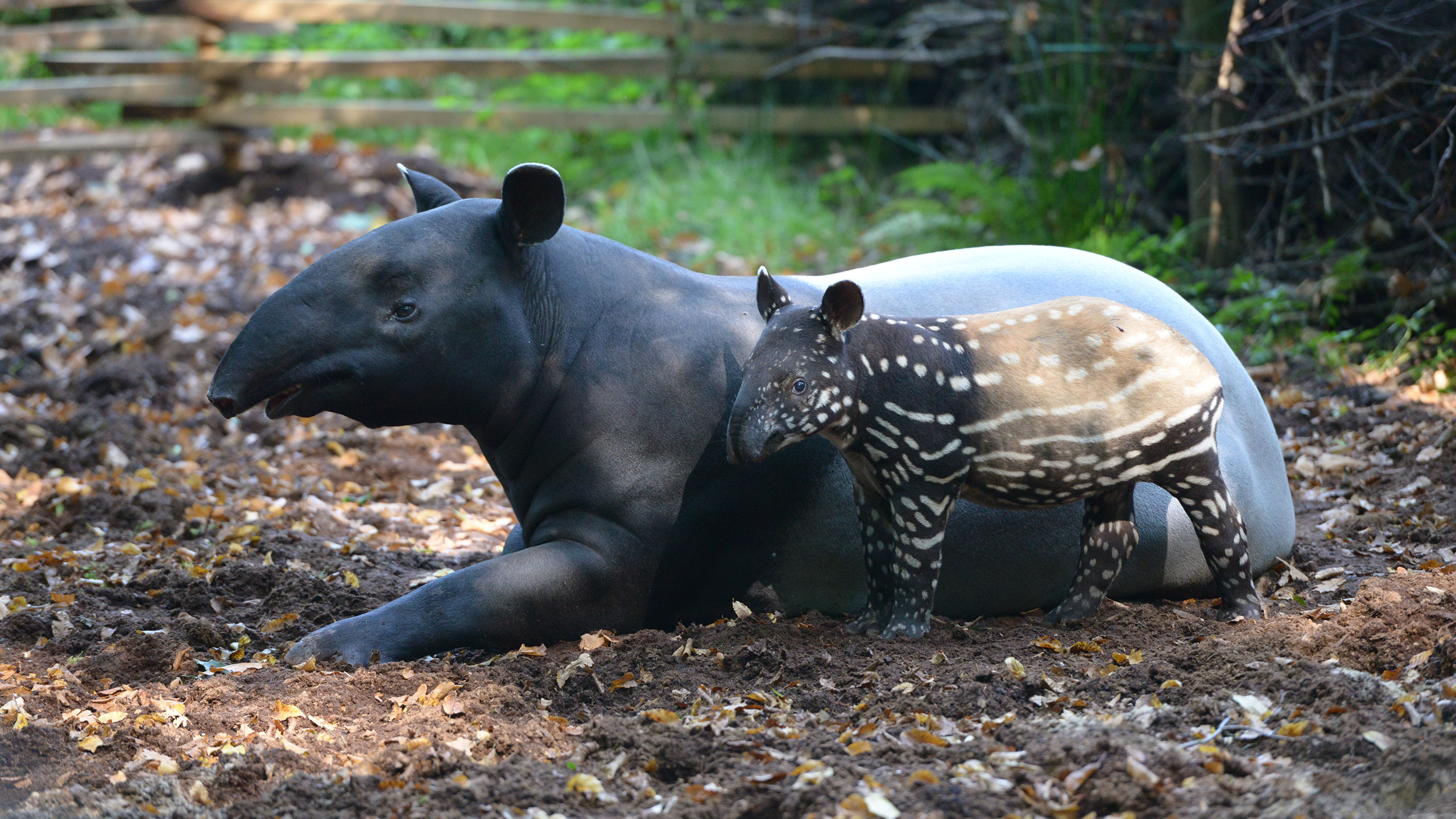 Young of Indian tapir