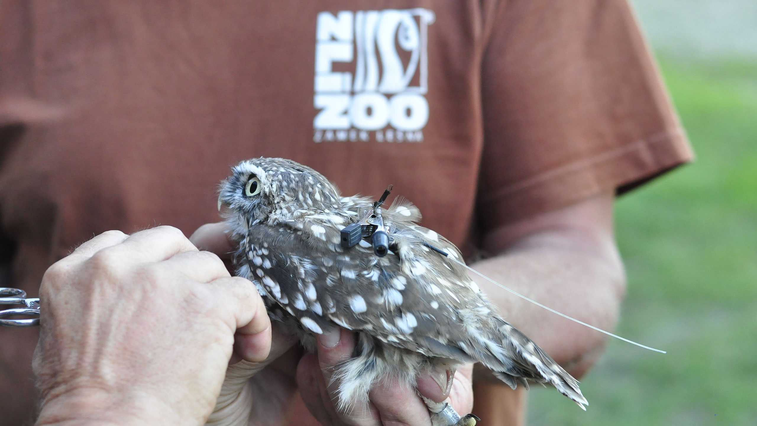 We return little owls into the wild nature